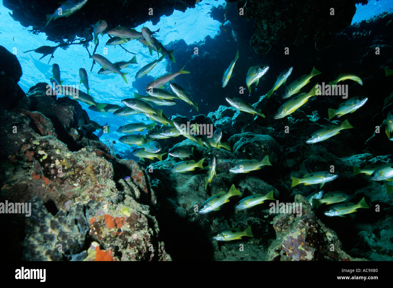 Egypt Red Sea Gotta Wadi Gamel Reef School Of Fishes Inside A Cave Stock Photo