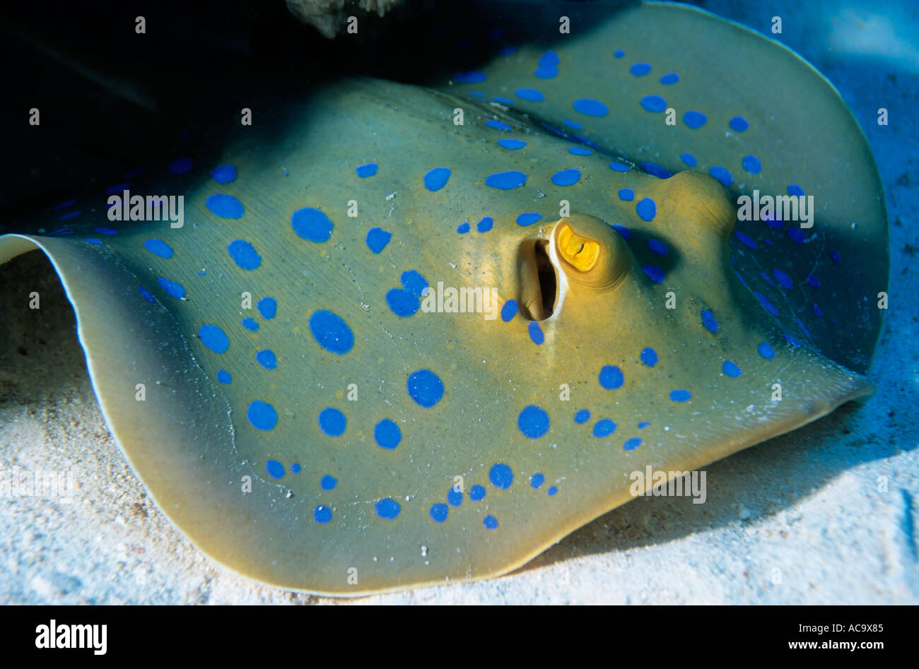 Bluespotted Stingray (Taeniura lymma) on sandy ocean floor, Red Sea, Stock Photo