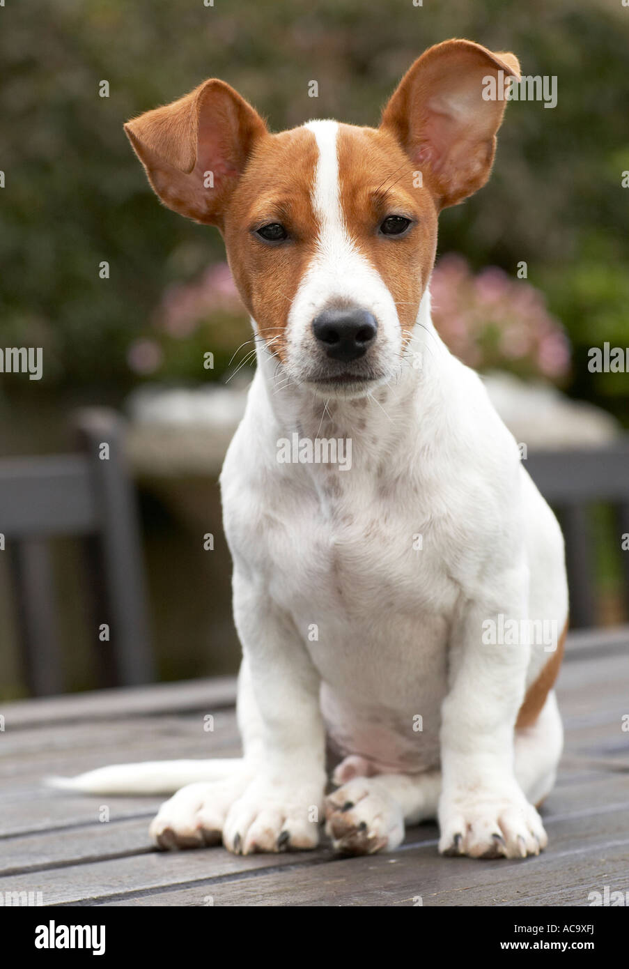 Jack the Jack Russell Terrier Stock Photo