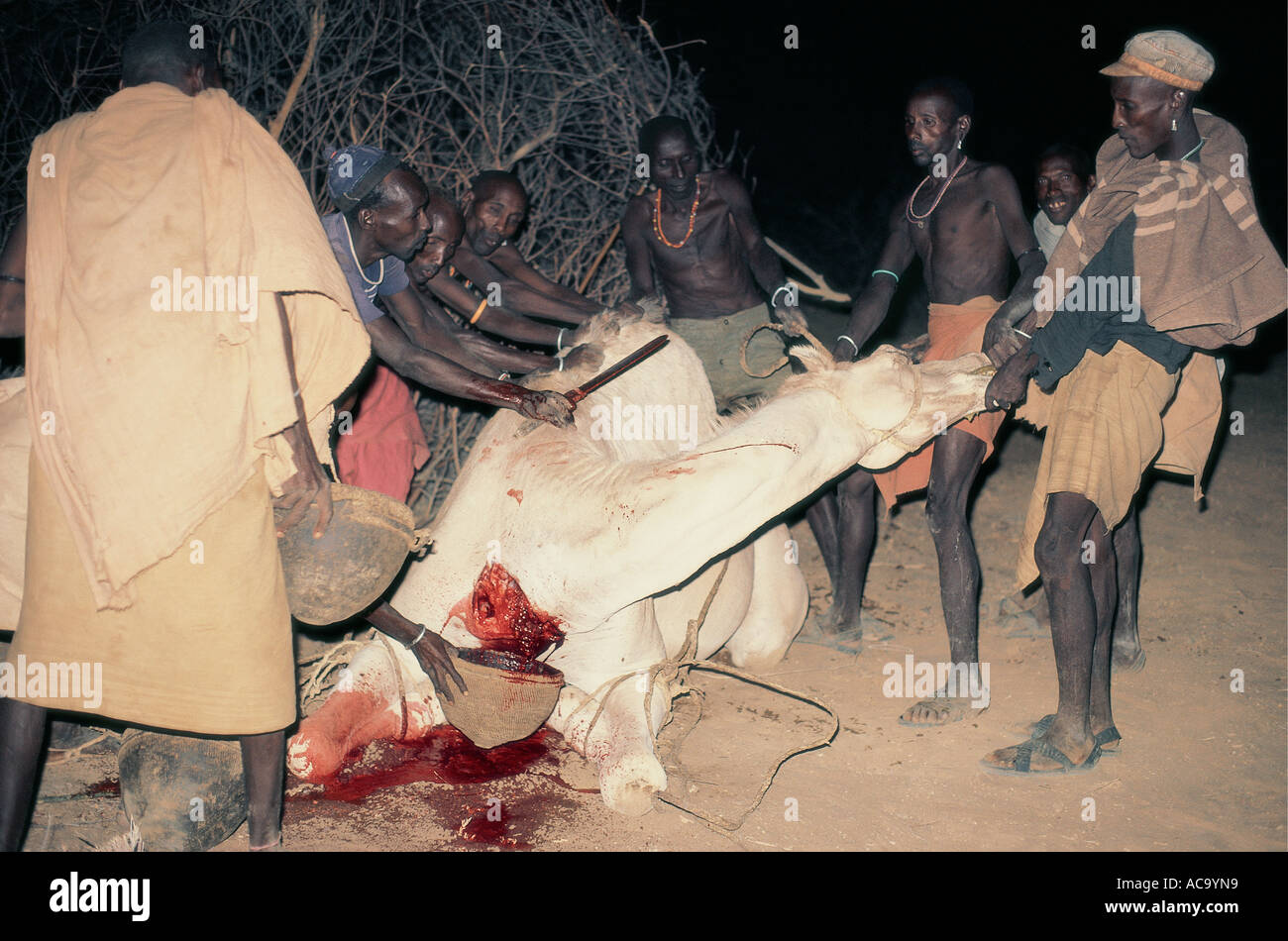 Slaughtering a camel Korr northern Kenya East Africa Stock Photo