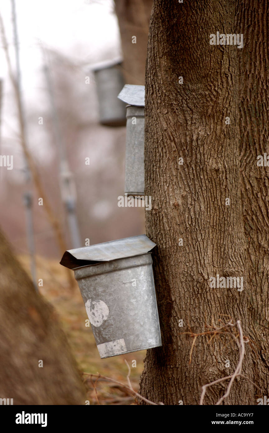 New england maple syrup farm hires stock photography and images Alamy