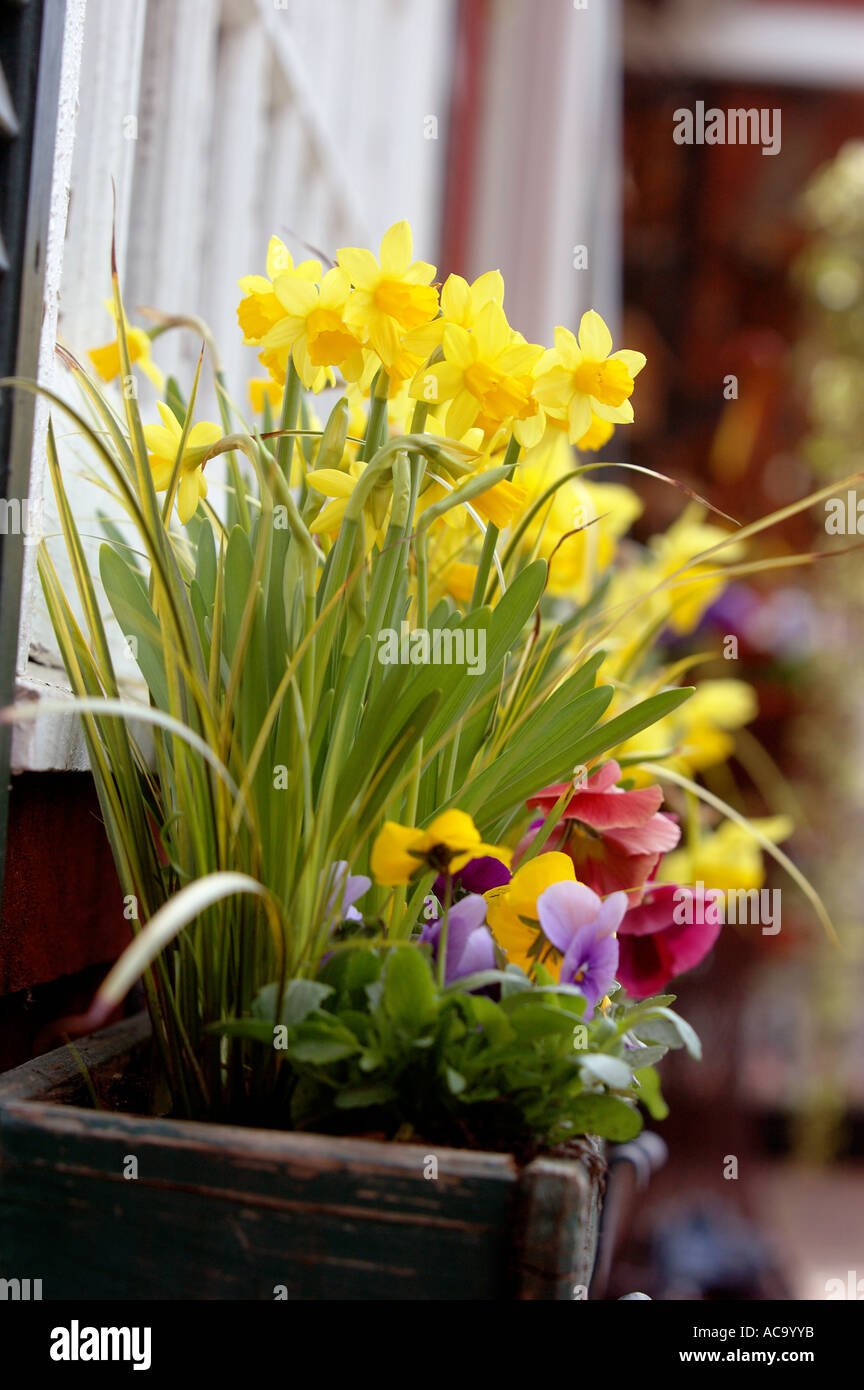 Daffodils spring flowers flower floral arraignments flower arraignments arraignments window box yellow spring spring time posy b Stock Photo