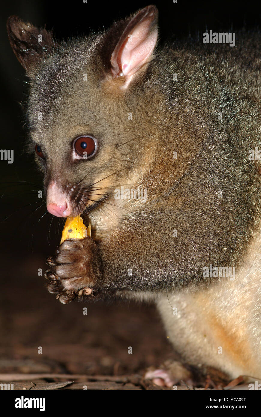 Possum (Trichosurus vulpecula), Marsupial, Australia Stock Photo