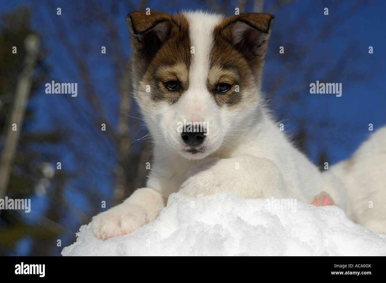 10 week hot sale old husky