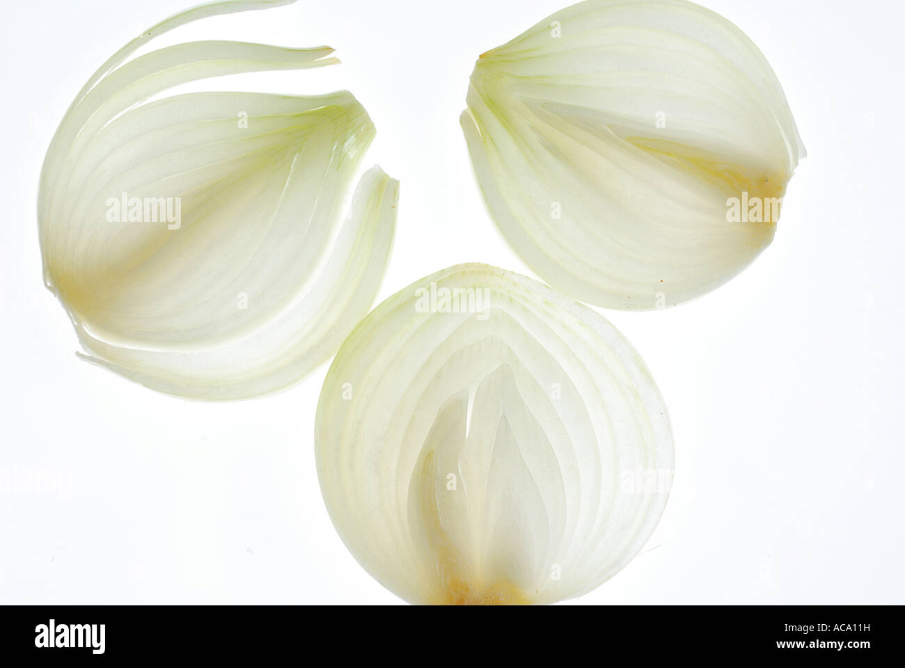 Transparent onion skin hi-res stock photography and images - Alamy