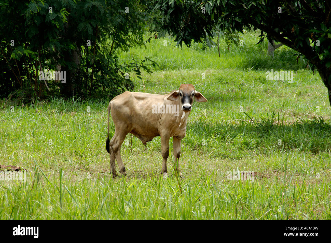Zebu cattle in norththailand Stock Photo Alamy