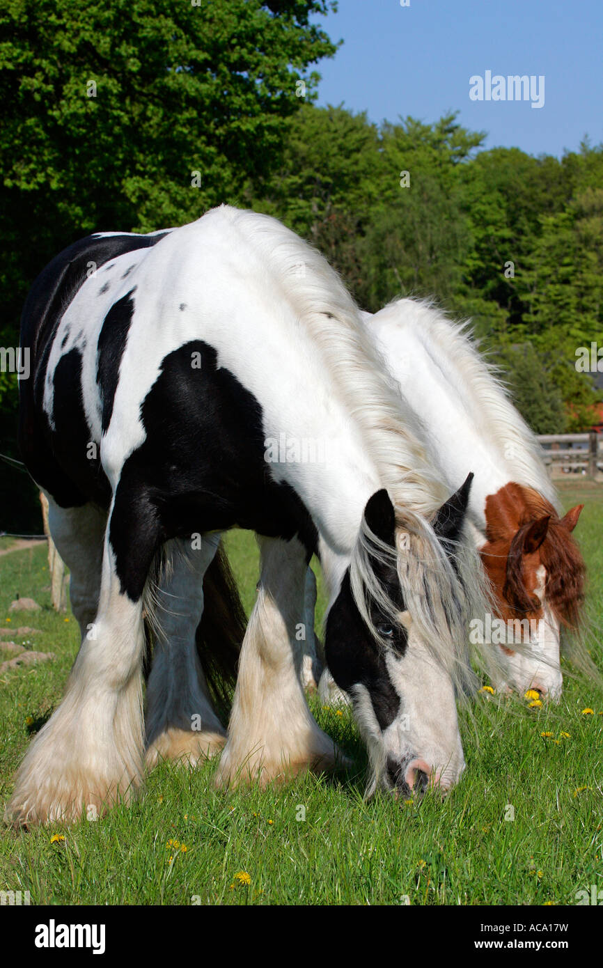 Tinker Pferd High Resolution Stock Photography and Images - Alamy