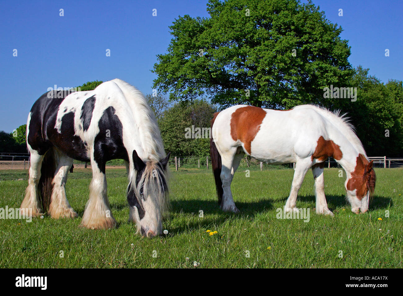 Irish tinker horses - irish tinker mares (Equus przewalskii f. caballus) Stock Photo