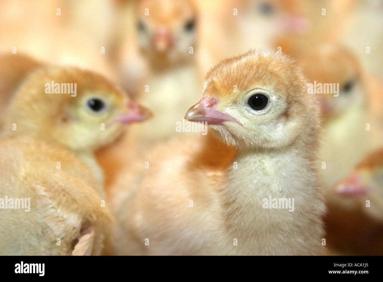 Baby chicken in a fattening unit Stock Photo
