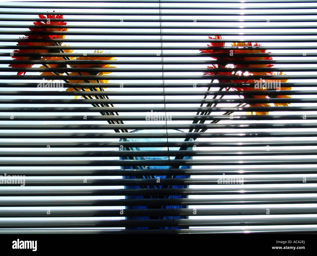 Flowers in a vase behind window shades Stock Photo