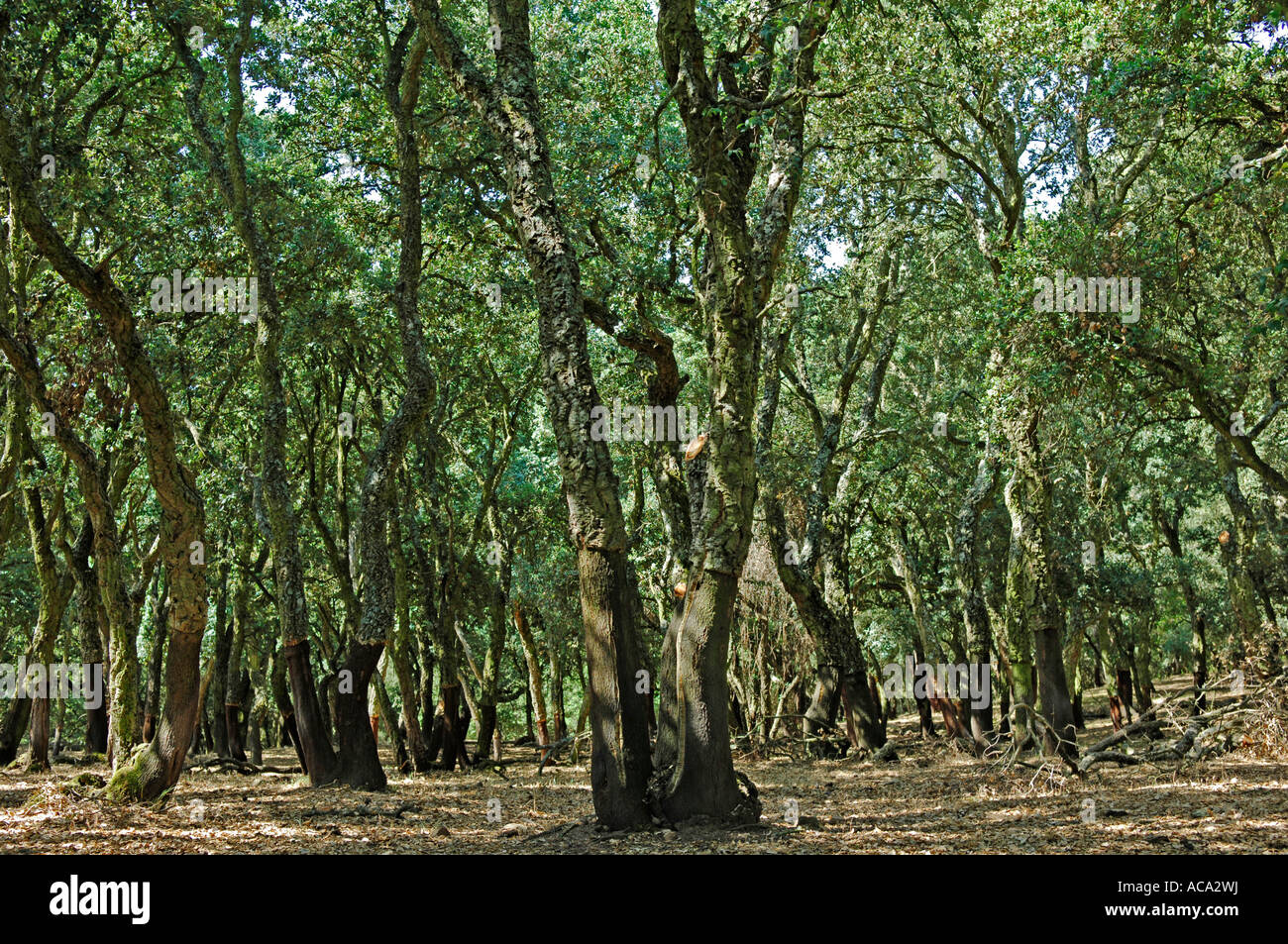 Cork Oaks (Quercus suber) Sardinia, Italy Stock Photo