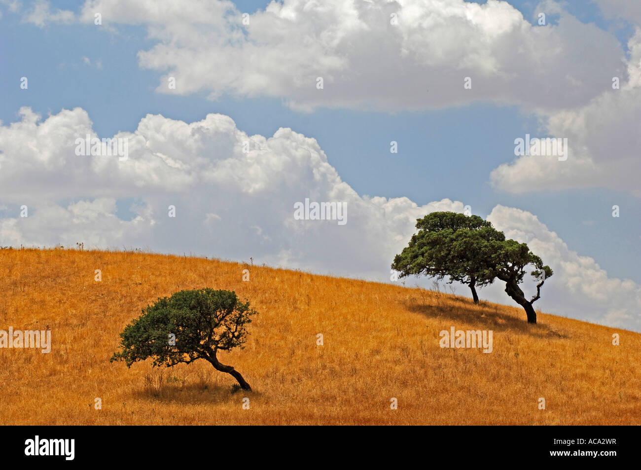Cork Oaks (Quercus suber), formed by the wind, Sardinia, Italy Stock Photo