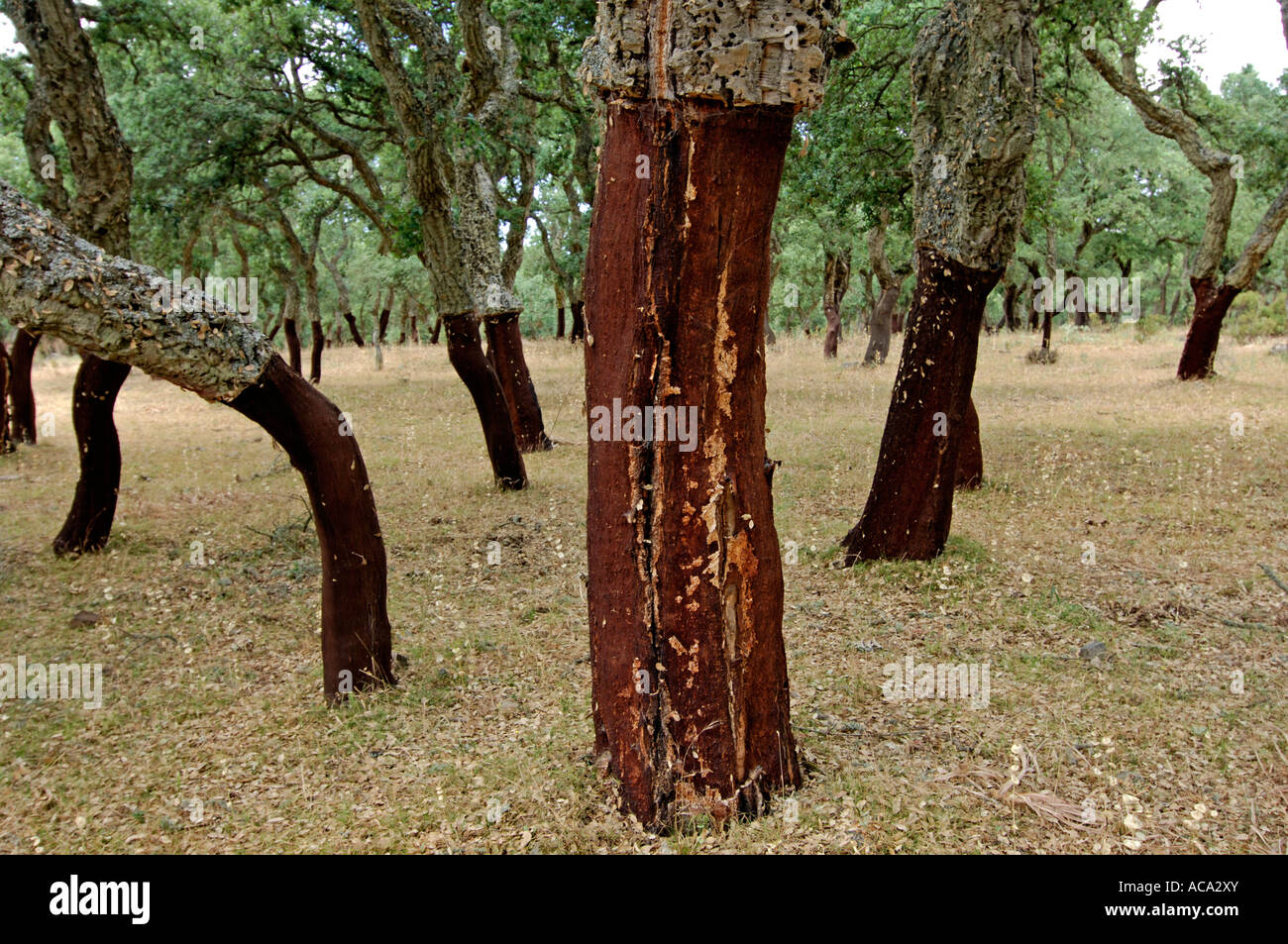 Cork Oaks (Quercus suber), Sardinia, Italy Stock Photo