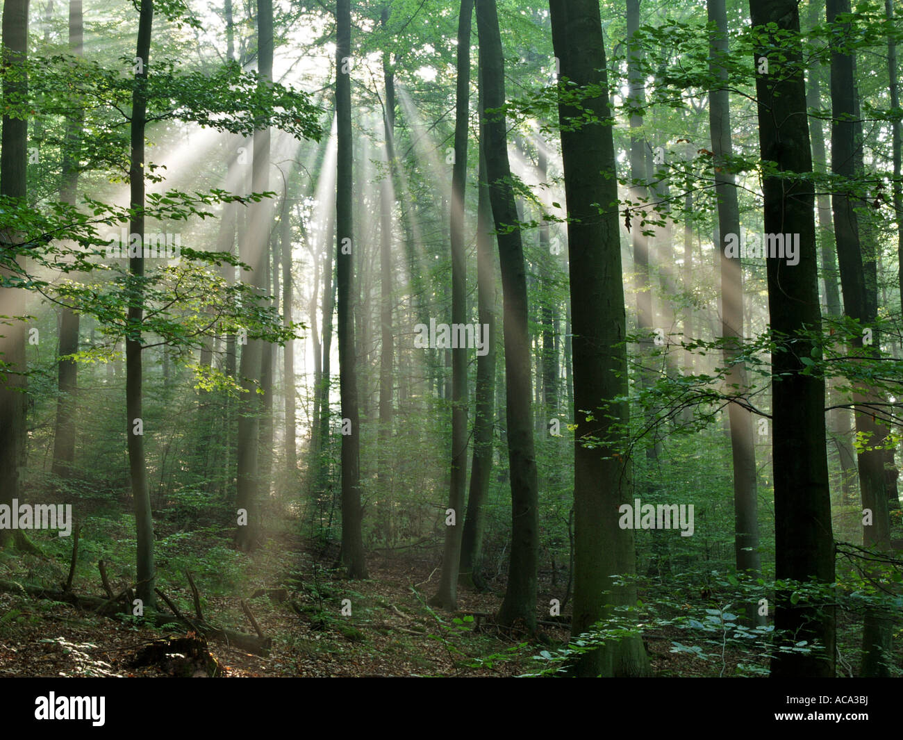 Sun-drenched forest, Odenwald, Germany Stock Photo