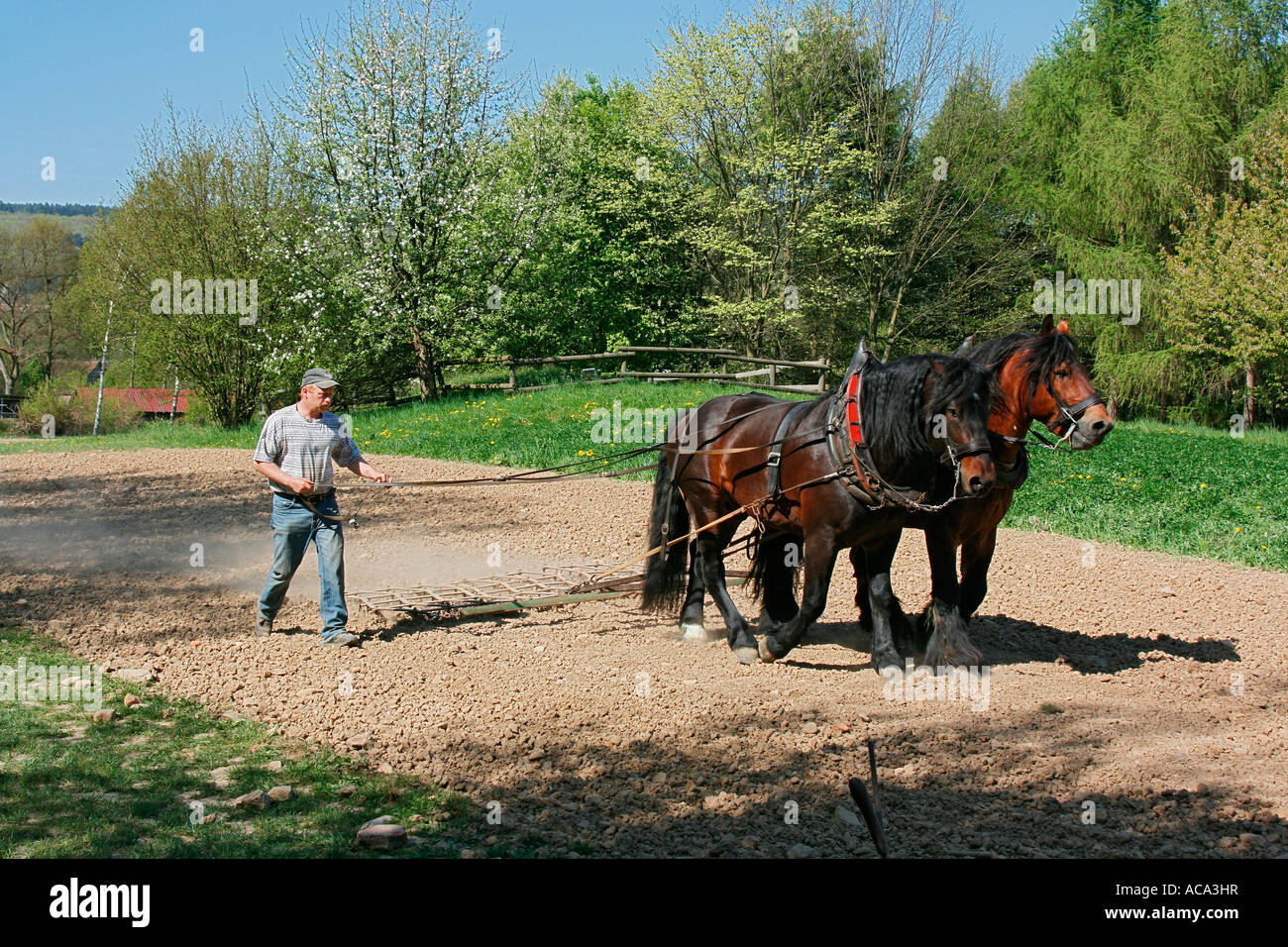 Historic agriculture, harrowing farmer with harnessed horses, Hessenpark, Neu-Anspach, Taunus, Hesse, Germany Stock Photo