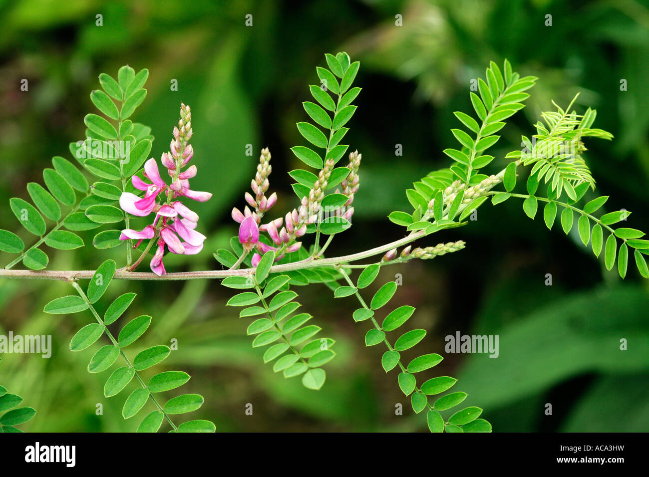 Anil, indigo plant, Indigofera tinctoria Stock Photo
