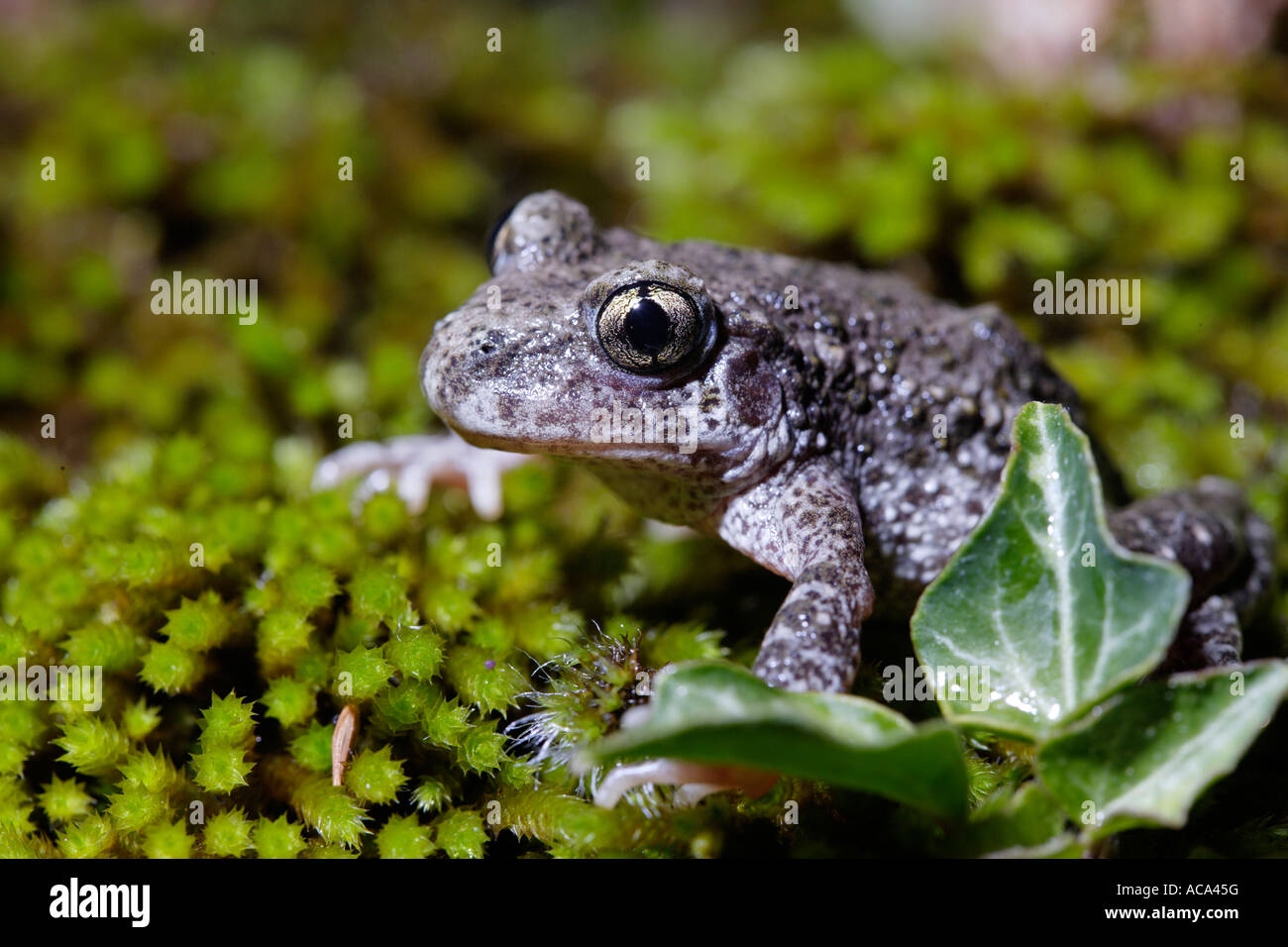 Iberian Midwife toad Alytes cisternasii Spain Stock Photo - Alamy
