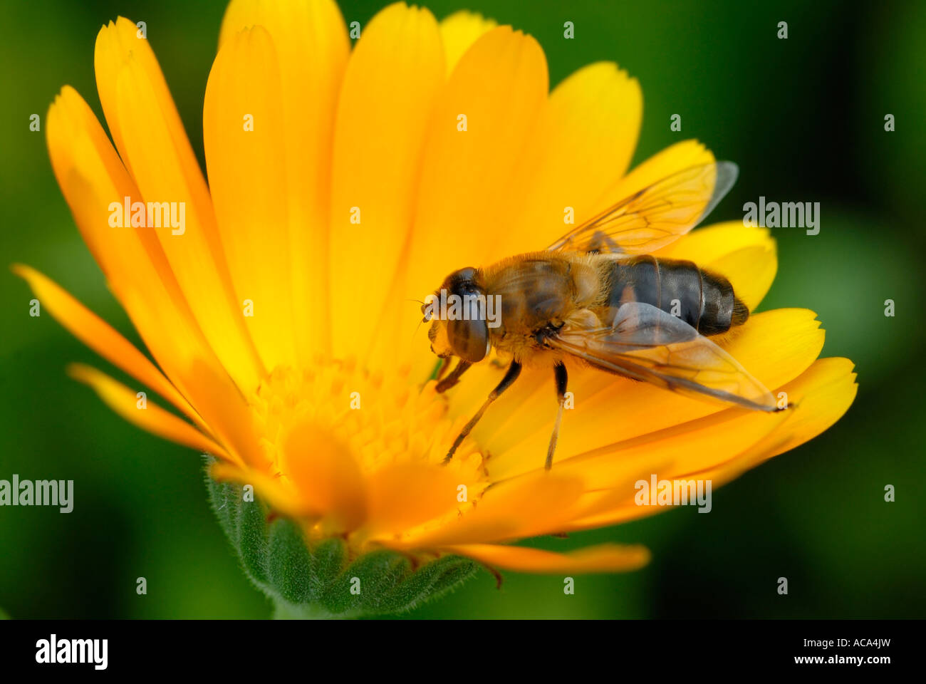 Hover fly (Eristalis tenax) sitting on a blossom Stock Photo