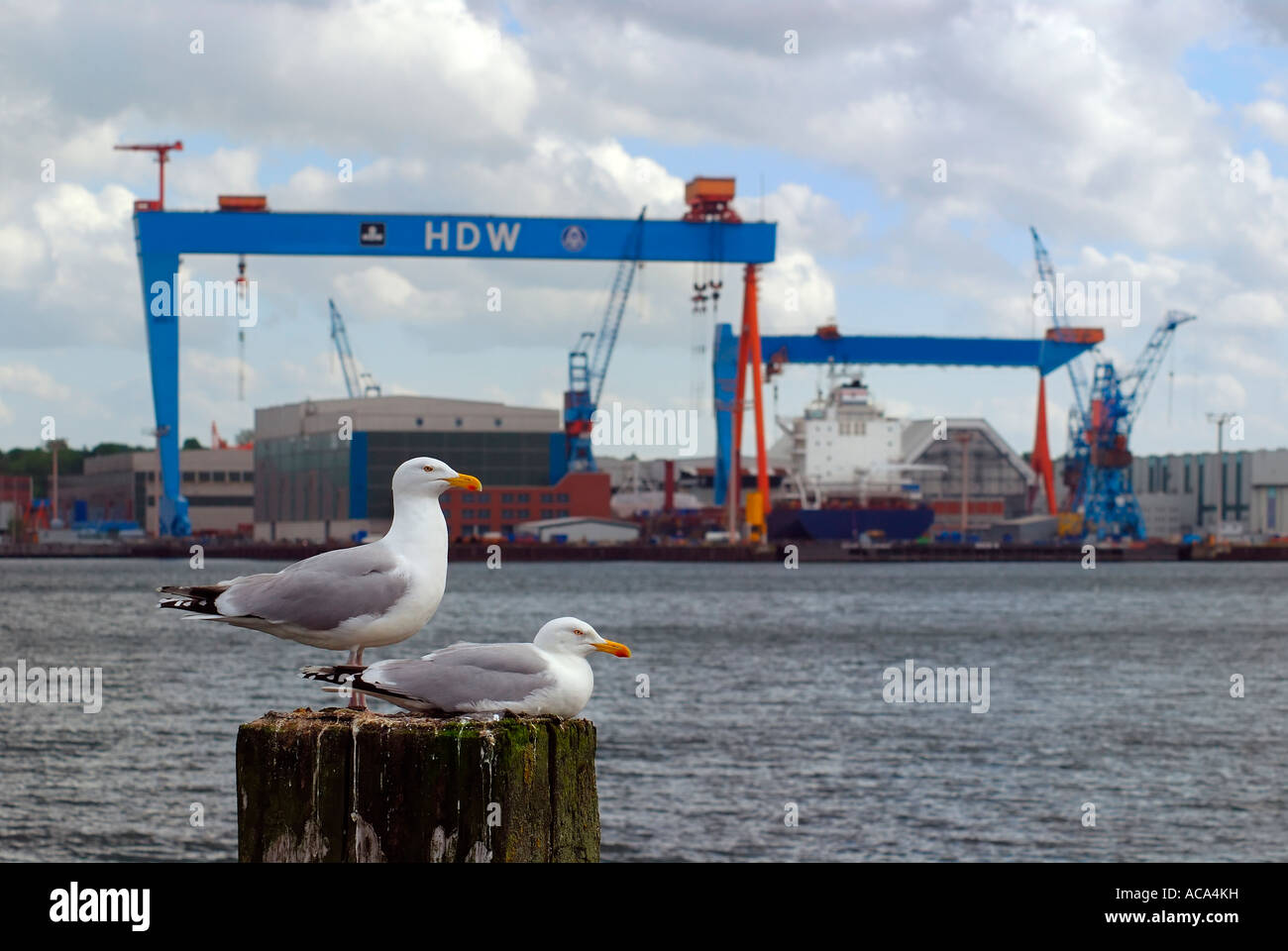 View over Kiel Fjord to Howaldtswerke-Deutsche Werft (HDW), shipbuilding company, with a pair of herring gulls (Larus argentatu Stock Photo