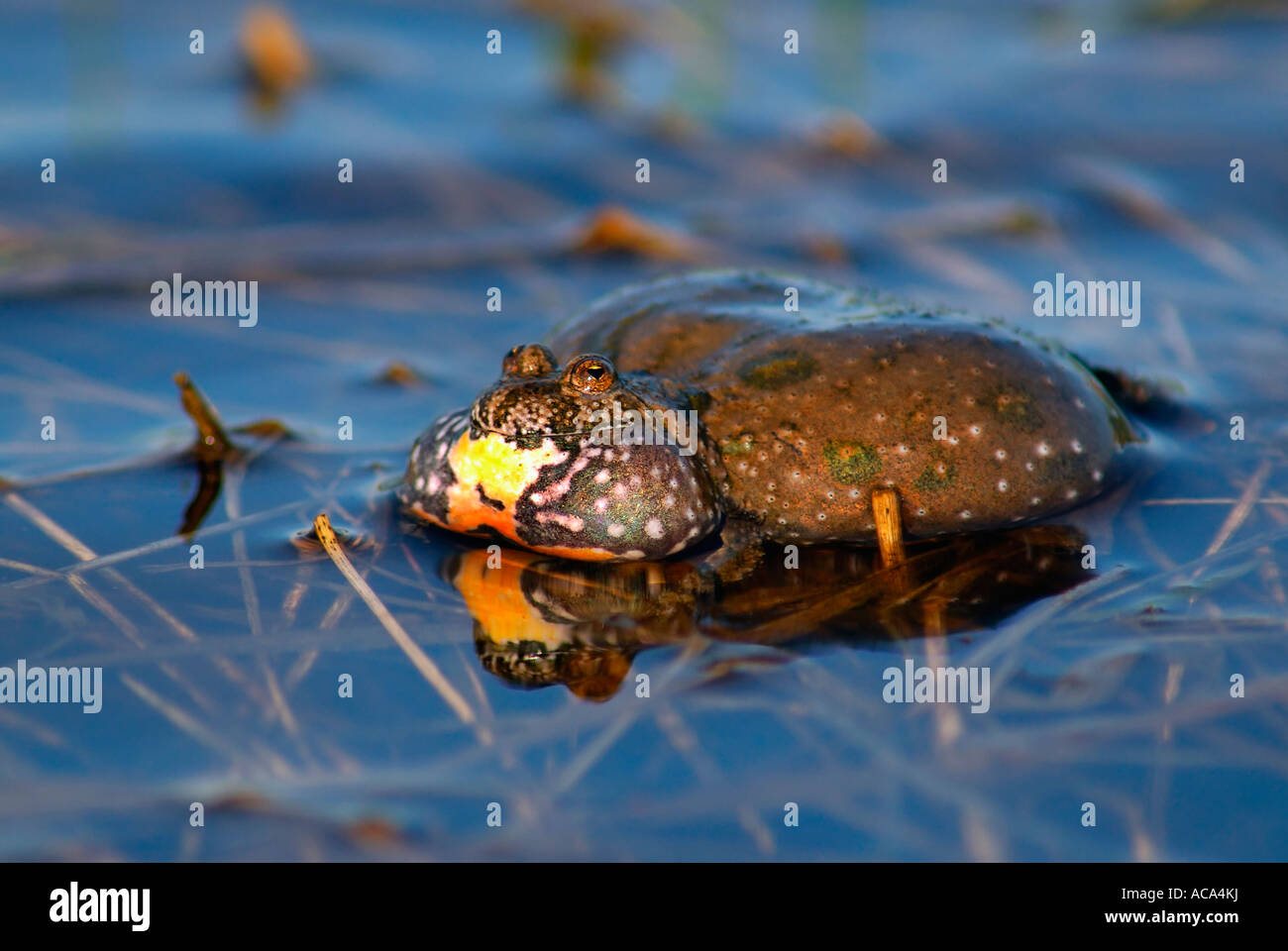 Calling European Fire-bellied Toad (Bombina bombina) Stock Photo