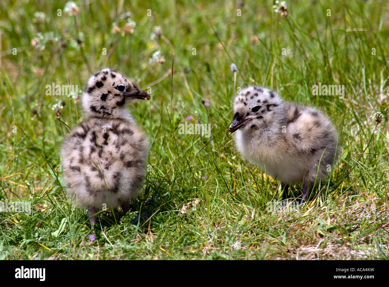 Two little common gulls (Larus canus) Stock Photo