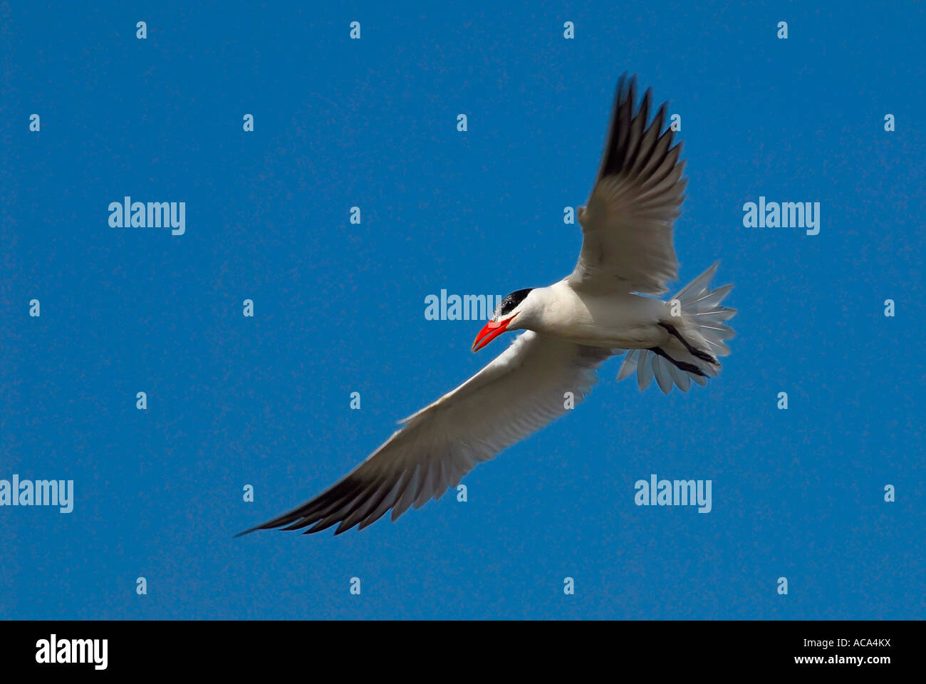 Caspian tern (Hydroprogne caspia) in flight Stock Photo