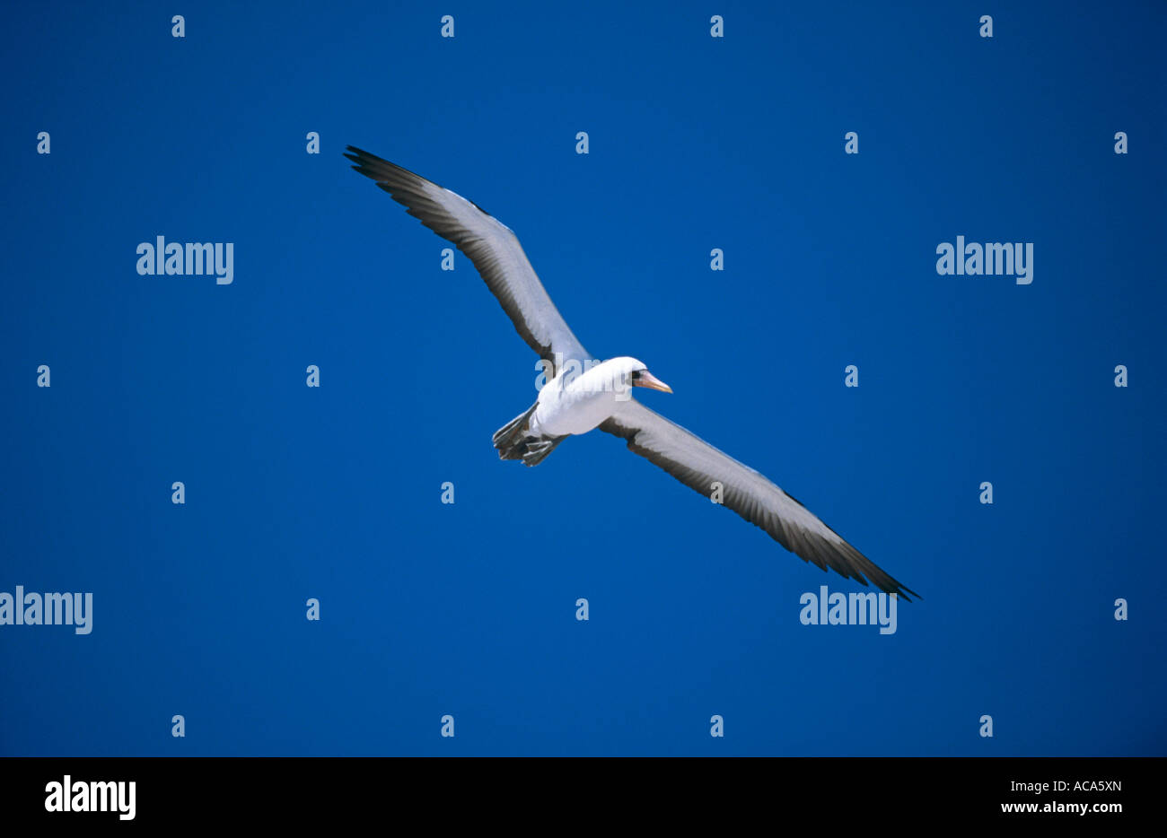 Nazca Masked booby Sula dactylatra granti in flight Galapagos Ecuador ...