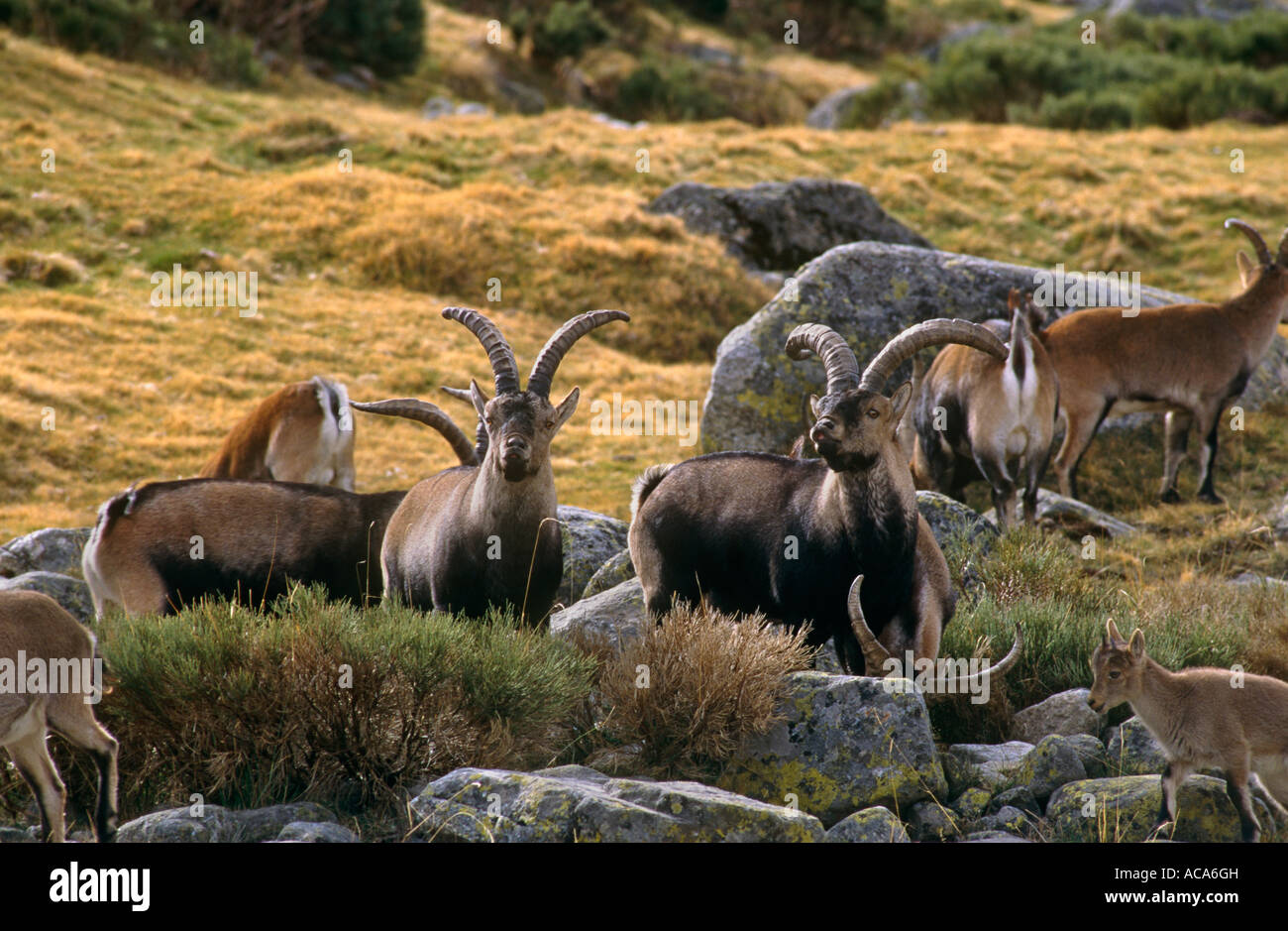 Gredos ibex Capra pyrenaica victoriae rams with flehmen reponse Sierra de Gredos Spain Stock Photo