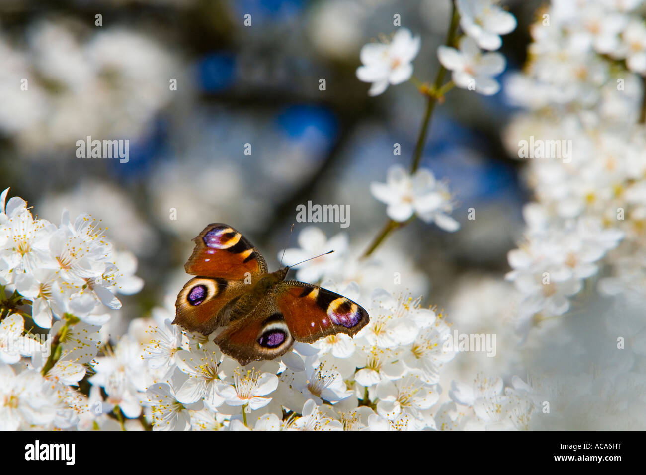 Peacock (Inachis io)o n a blossoming cherry tree Stock Photo