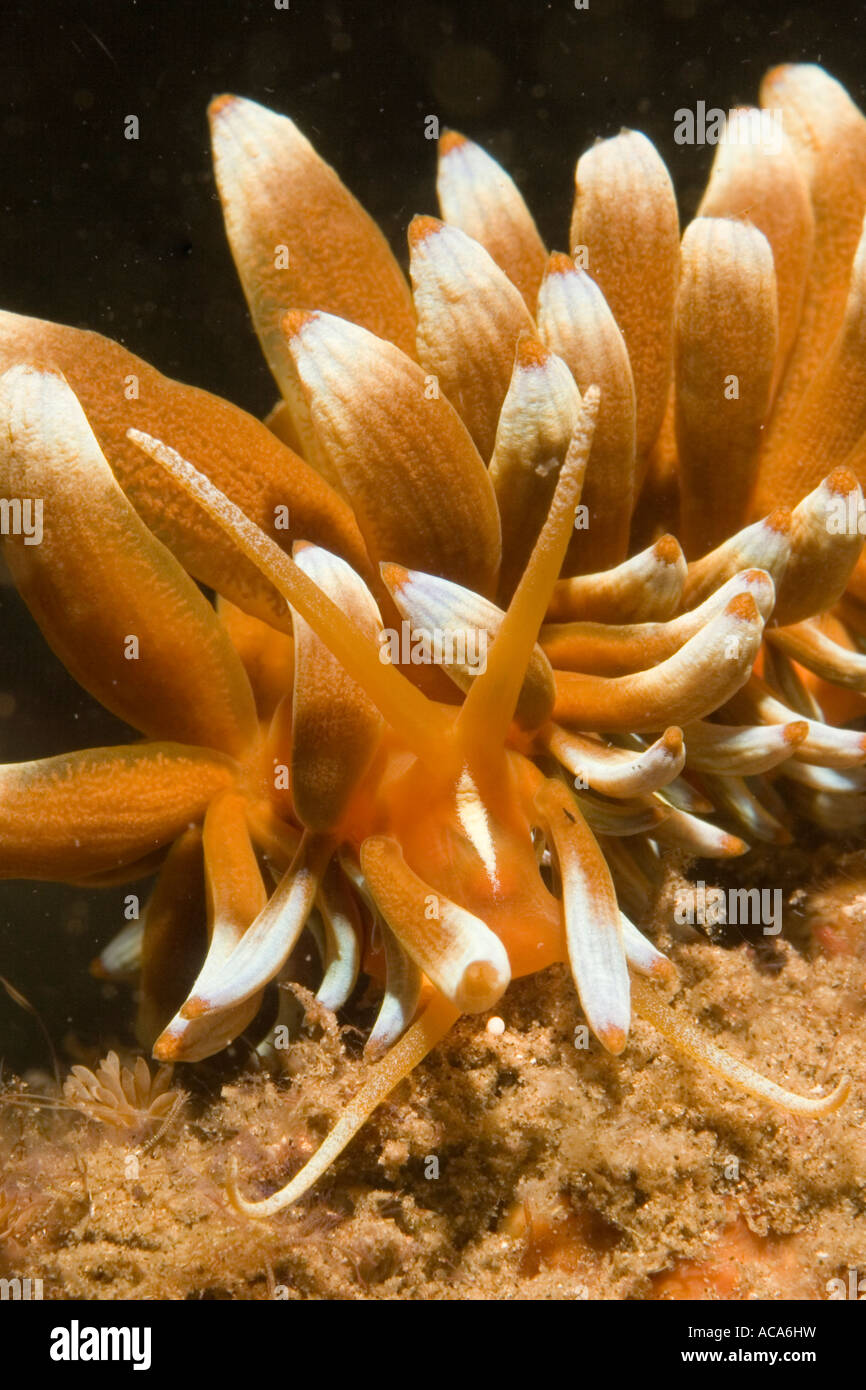 Aeolid nudibranchs (Phyllodesmium kabiranum) Stock Photo