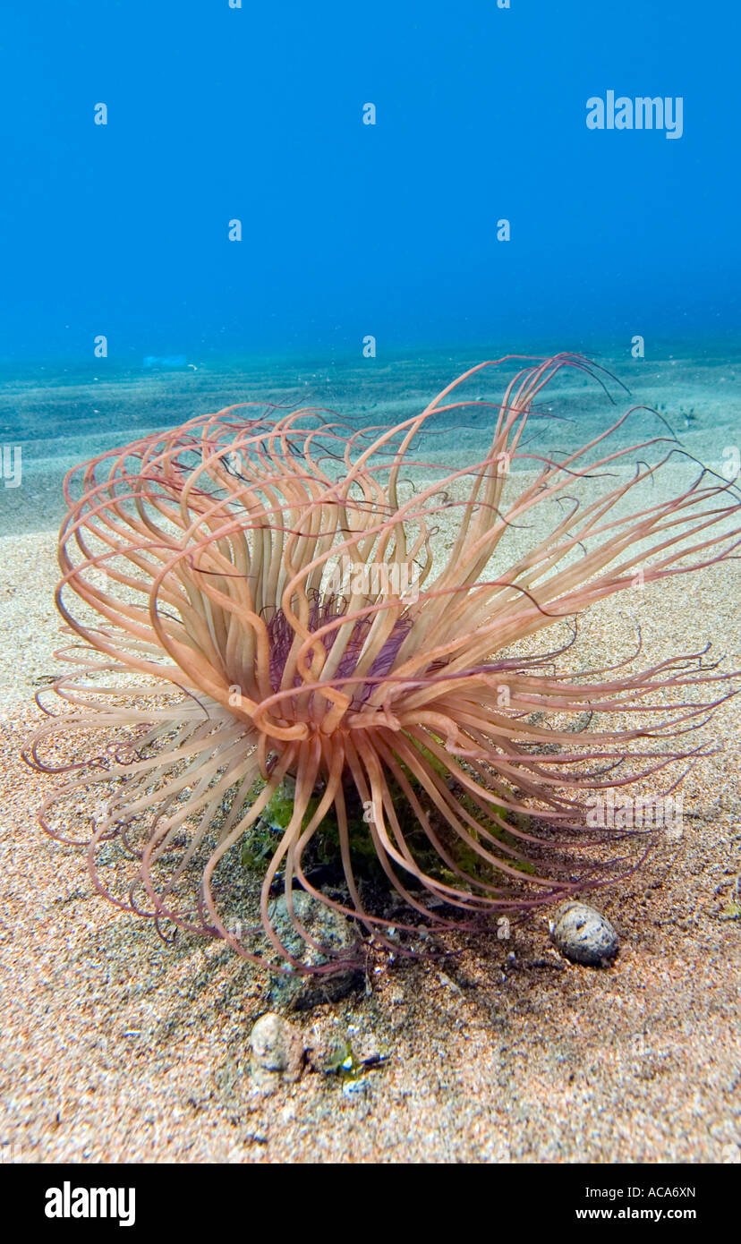 Tube anemone (Cerianthus filiformis). Stock Photo