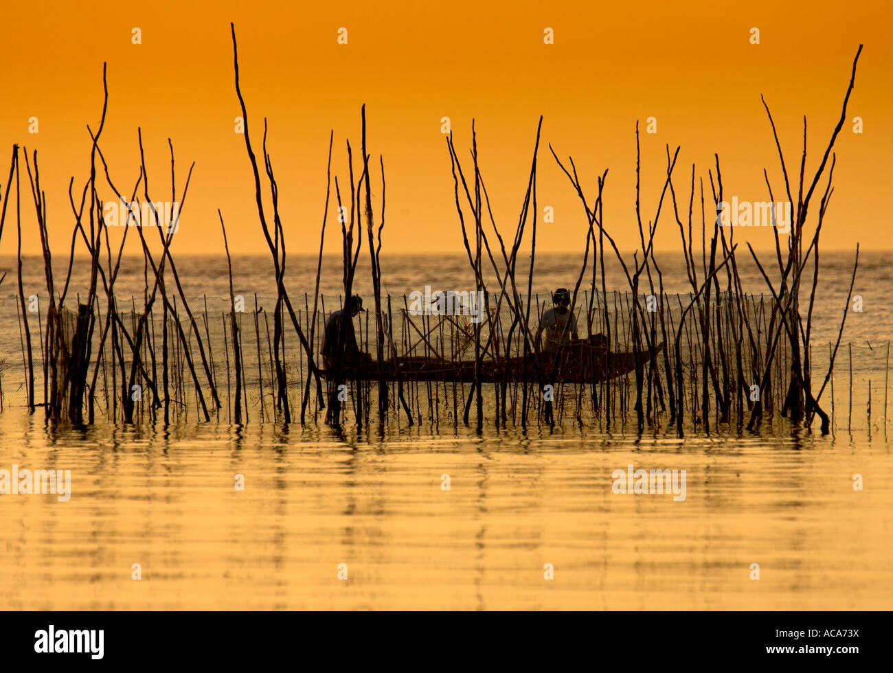 Philippine fisher controls a fish staggered array on the Philippines ...