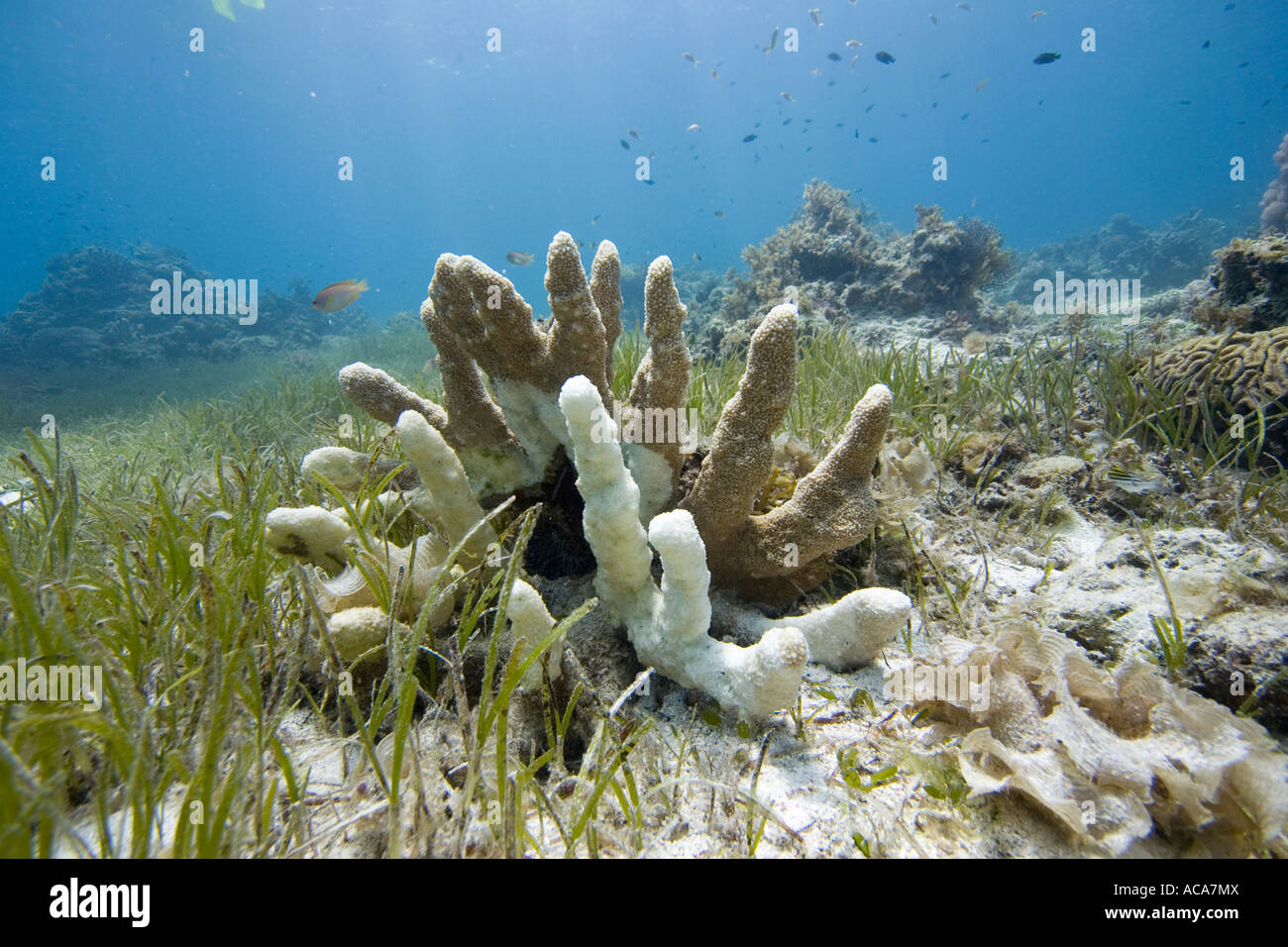 Coral bleaching caused by global warming, leading to coral death, Philippines, Pacific Ocean Stock Photo