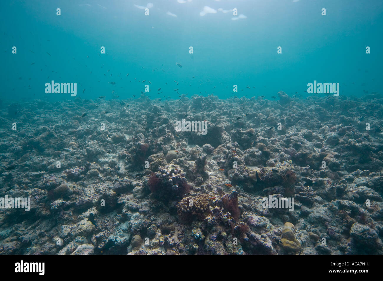 Coral reef damaged by global warming, Maldives, Indian Ocean Stock Photo