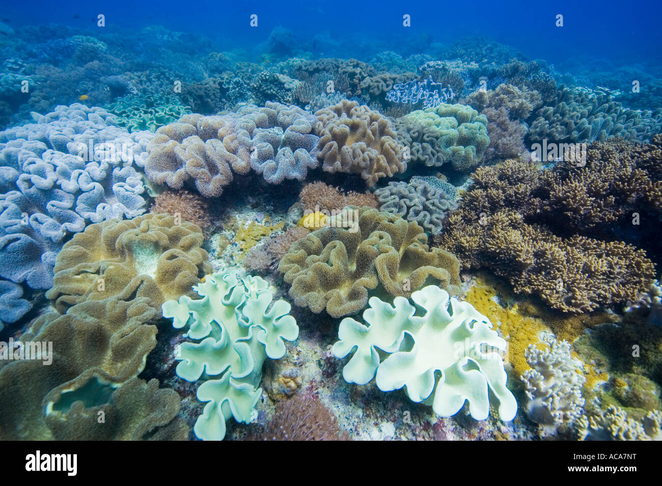 Coralreef covered with Mushroom soft corals, Sarcophyton trochelioporum, Philippines, Pacific Ocean Stock Photo