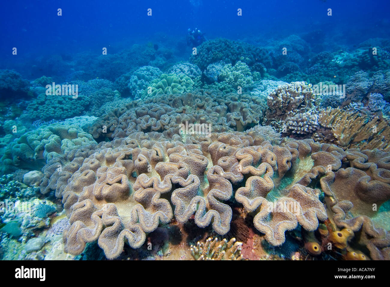 Coralreef covered with Mushroom soft corals, Sarcophyton trochelioporum, Philippines, Pacific Ocean Stock Photo