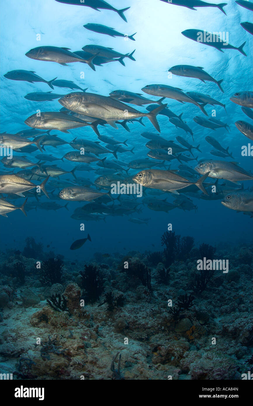 Bigeye jacks Caranx sexfasciatus, Maledives, Indian Ocean Stock Photo