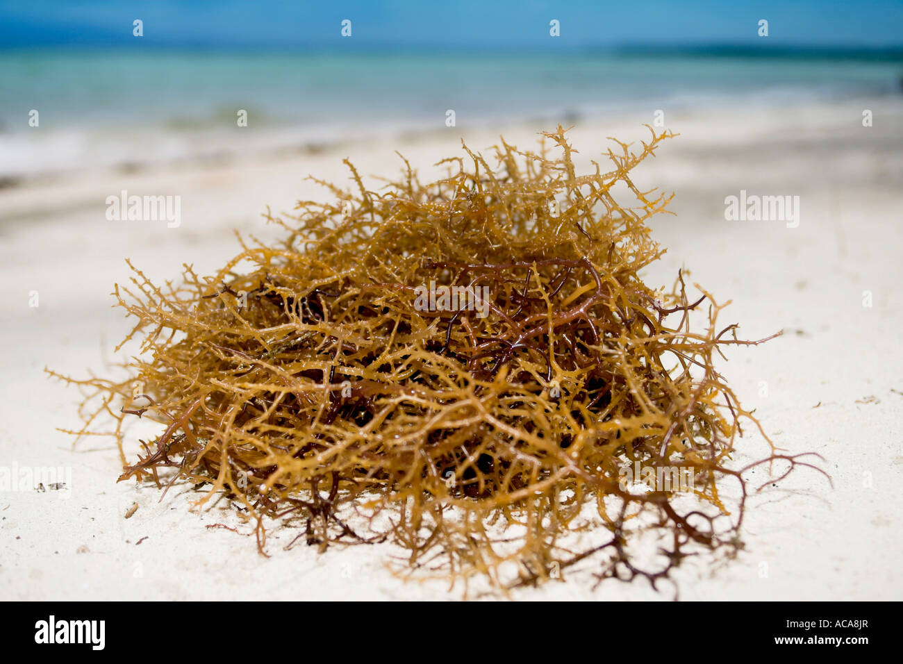 Seaweed (Zosteraceae) on the beach Stock Photo