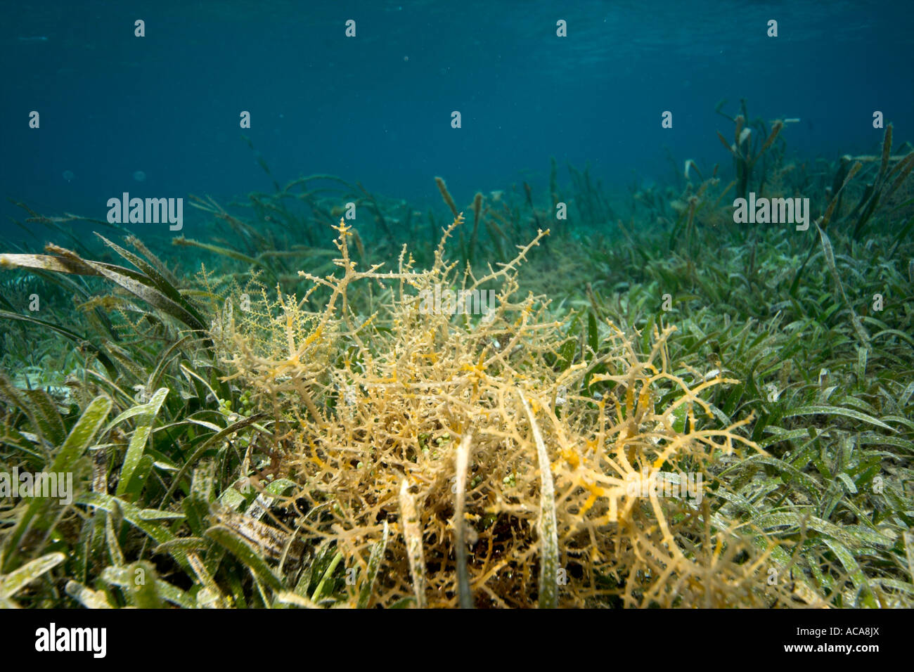 Seaweed (Zosteraceae) Stock Photo