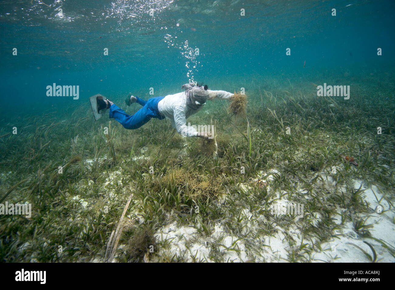 Philippine diver harvesting seaweed. Using a T-Shirt on his head as sun protection, Philippines, Pacific Ocean, Southeast Asia Stock Photo