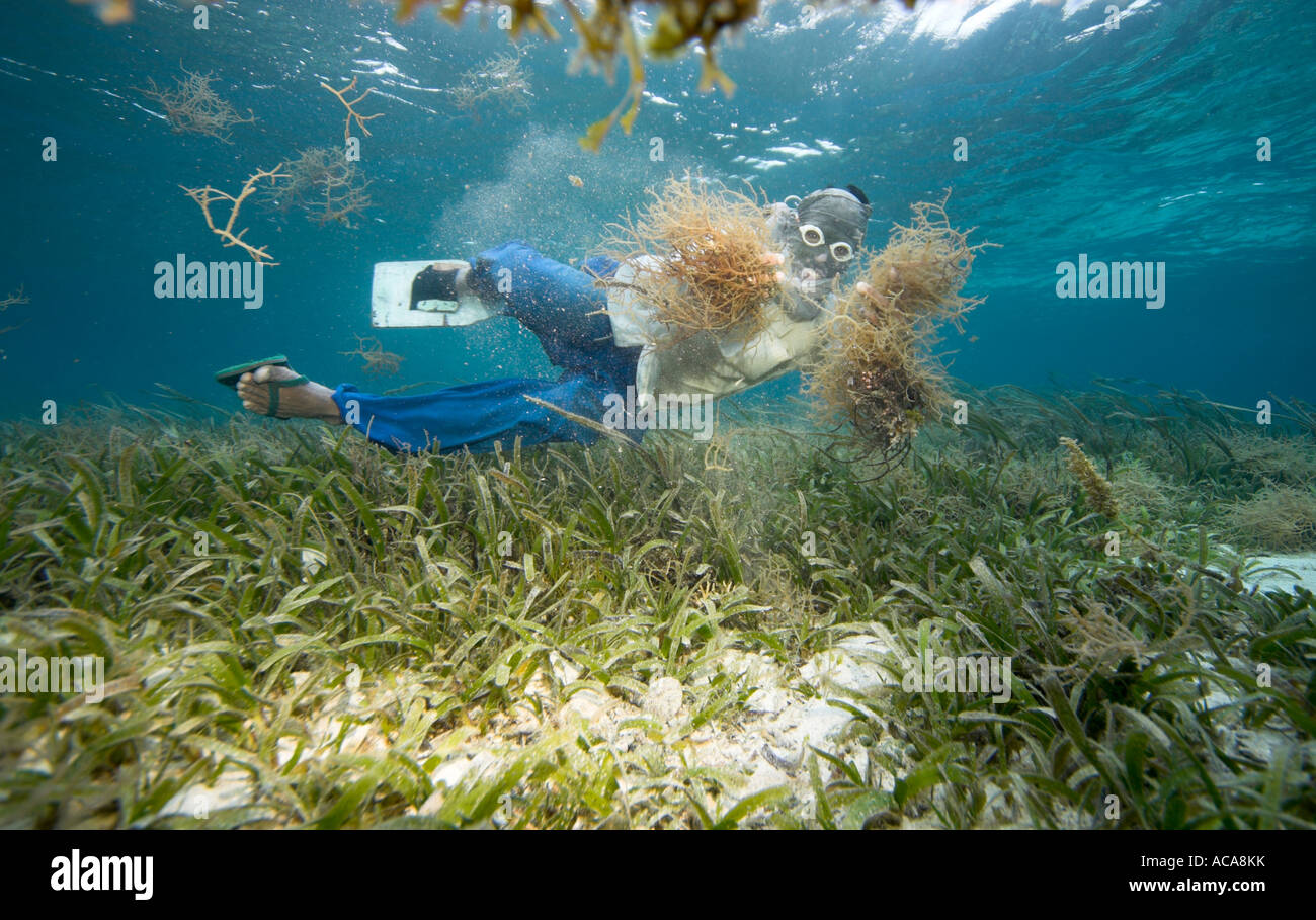 Philippine diver harvesting seaweed. Using a T-Shirt on his head as sun protection, Philippines, Pacific Ocean, Southeast Asia Stock Photo