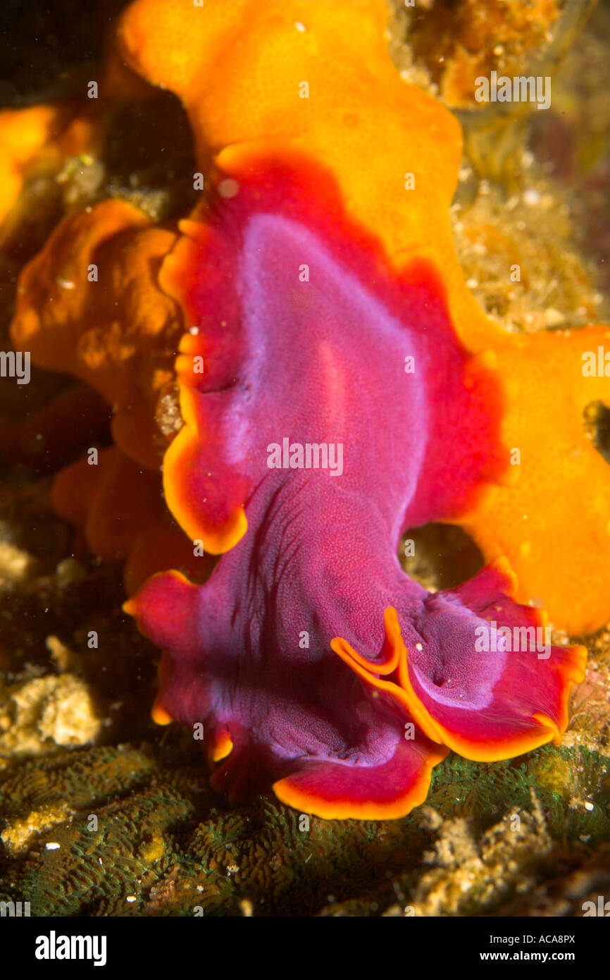 Fuchsia flatworm (Pseudoceros ferrugineus) on a yellow sponge Stock Photo