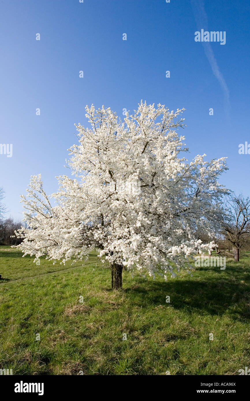 Cherry blossoms in spring Stock Photo - Alamy