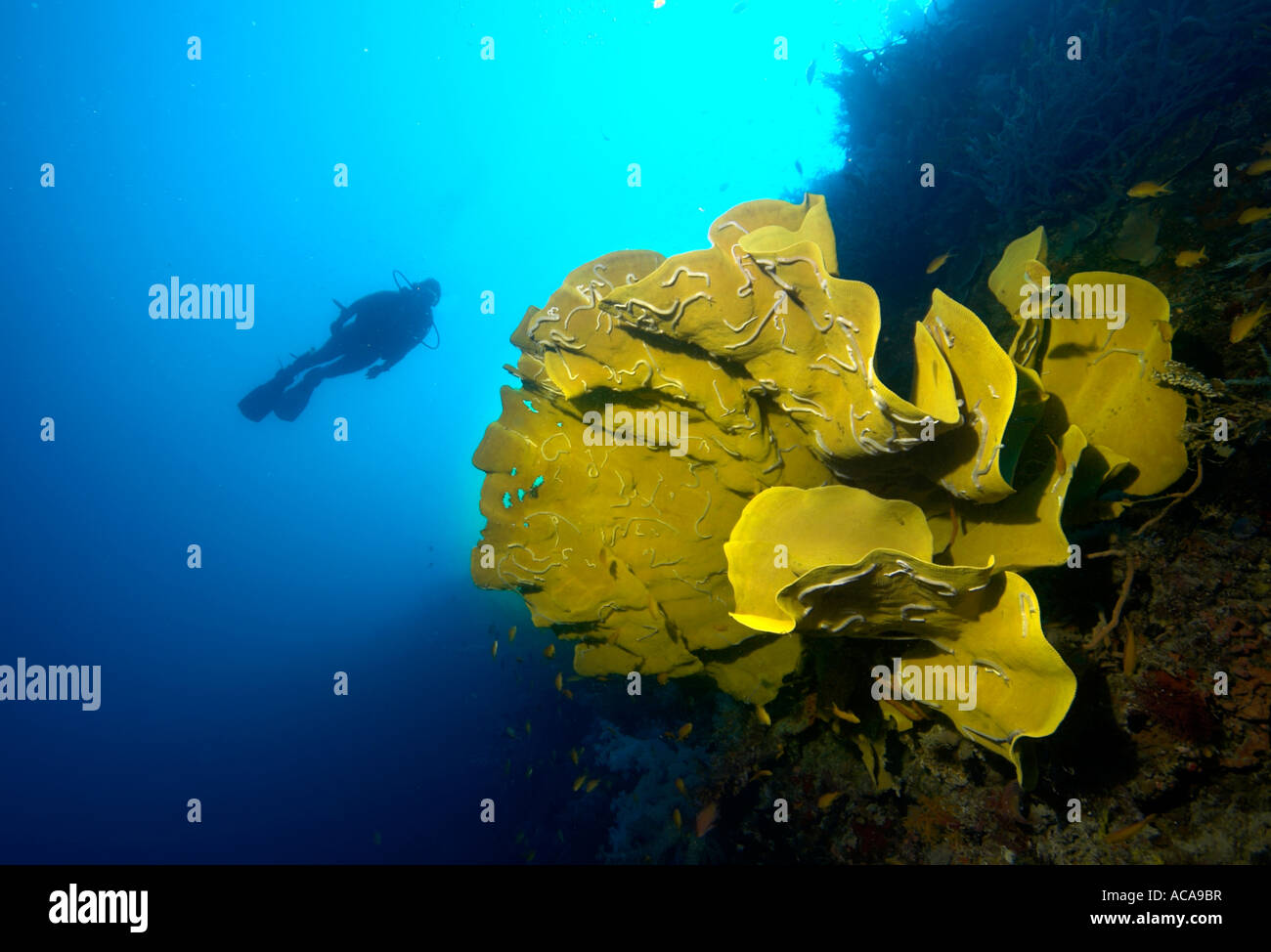 Scuba diver swimming behind an Elephant Ear Sponge (Ianthella basta), Philippines Stock Photo