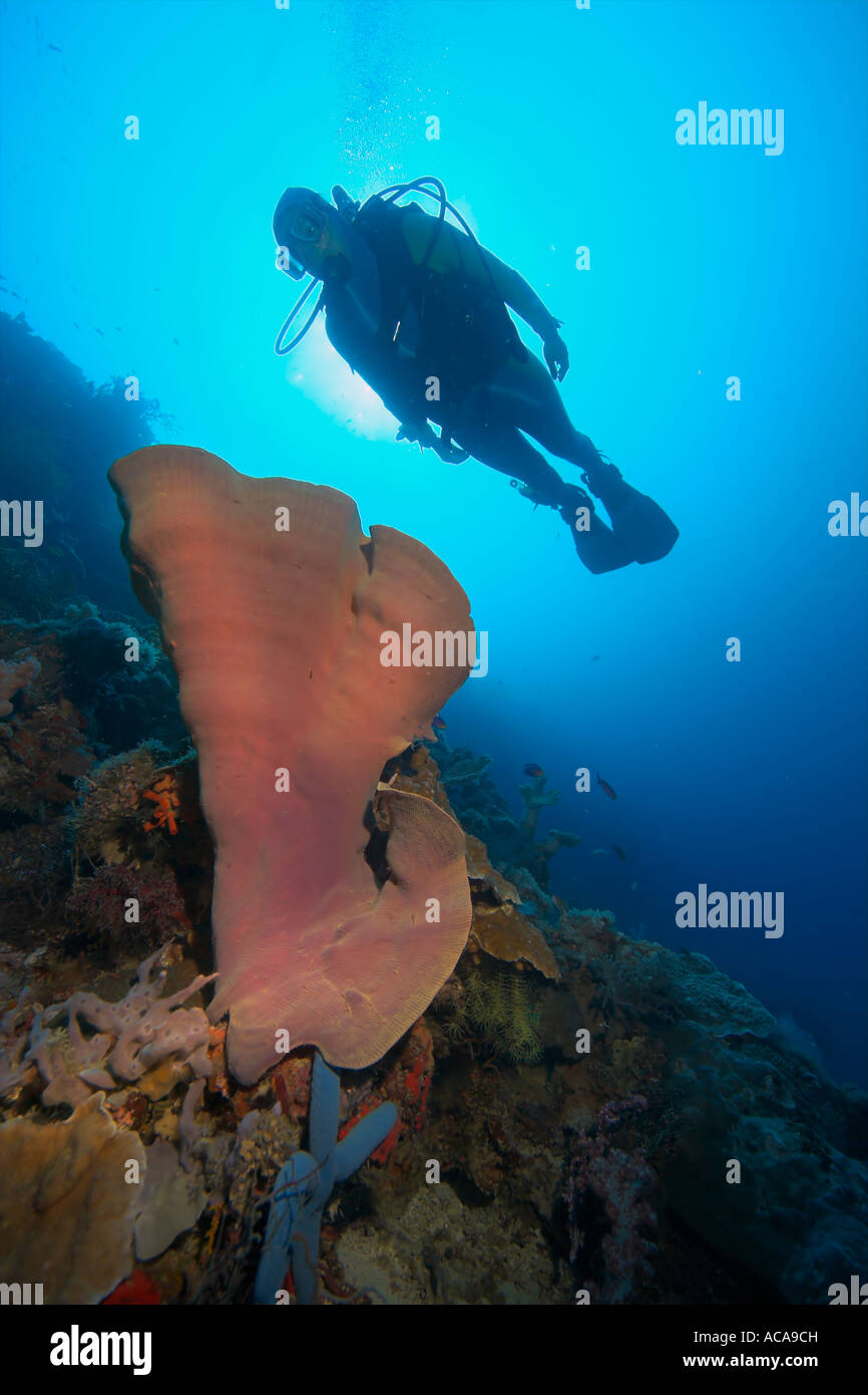Scuba diver swimming behind an Elephant Ear Sponge (Ianthella basta), Philippines Stock Photo
