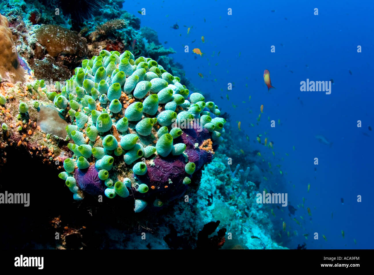 Tunicates ascidians, (Didemnum molle), Maldives Stock Photo