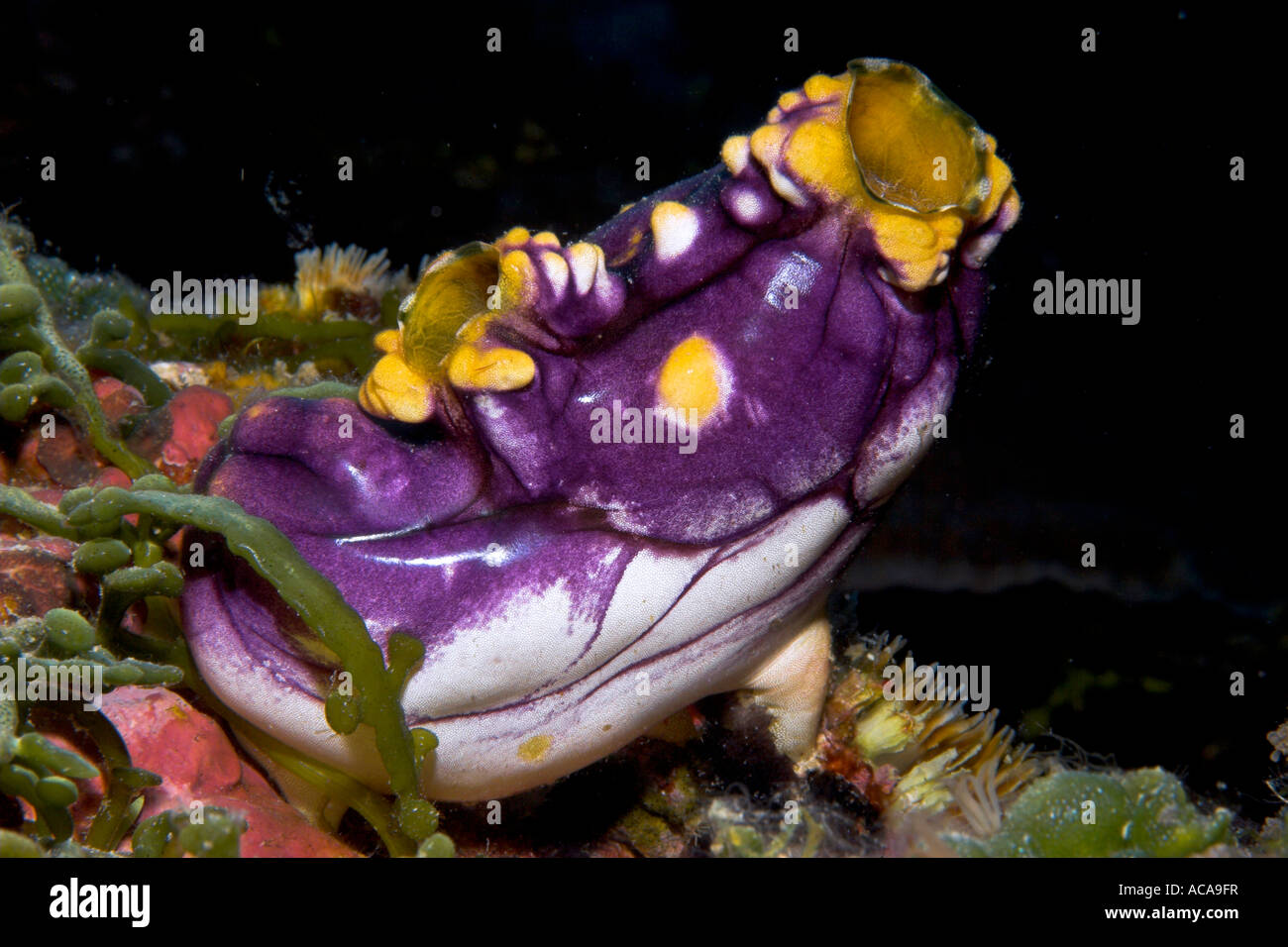 Golden Sea Squirt, Ink Spot Sea Squirt (Polycarpa aurata), Philippinen