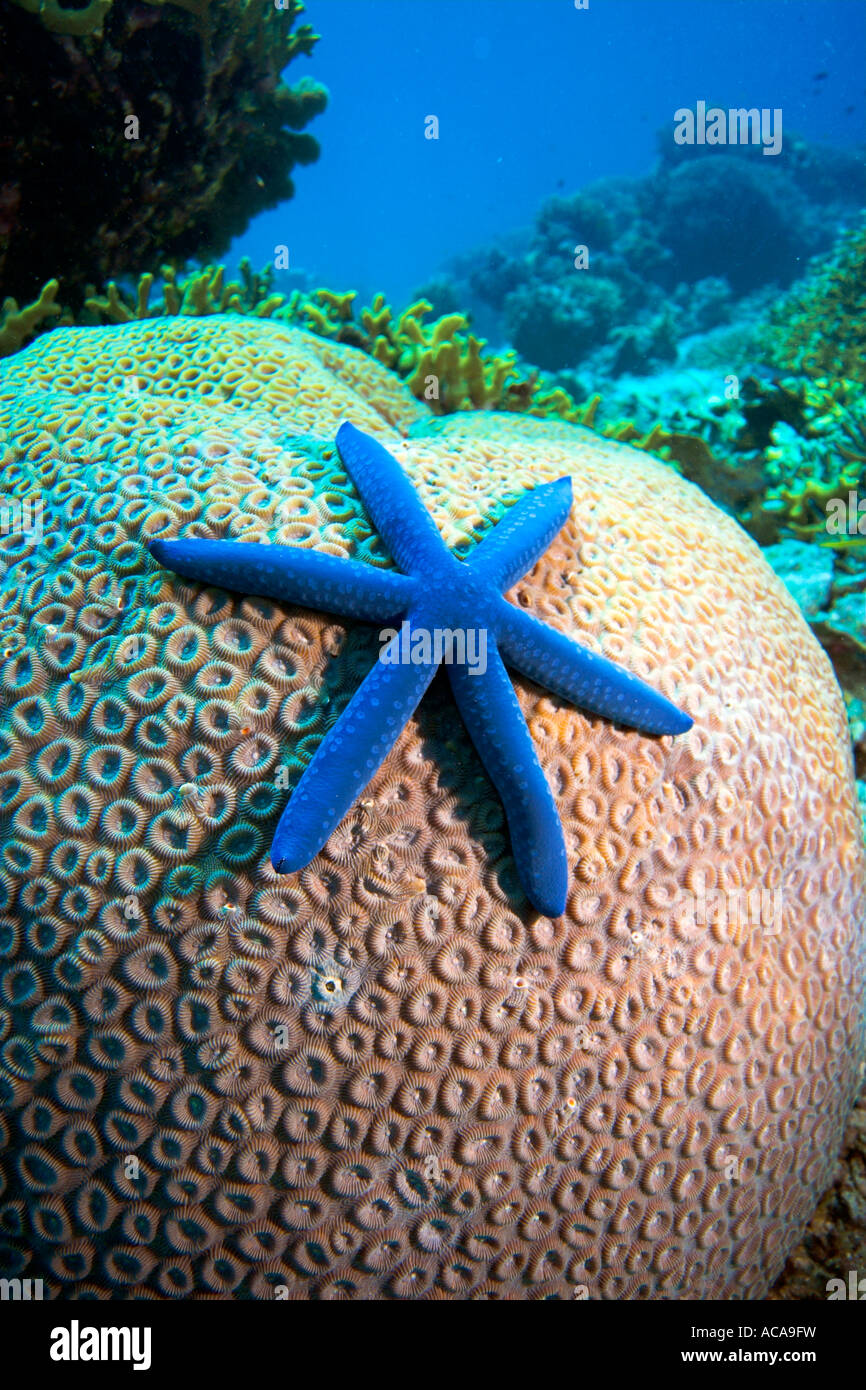 Blue sea star (Linckia laevigata) on a coral, Philippines Stock Photo ...