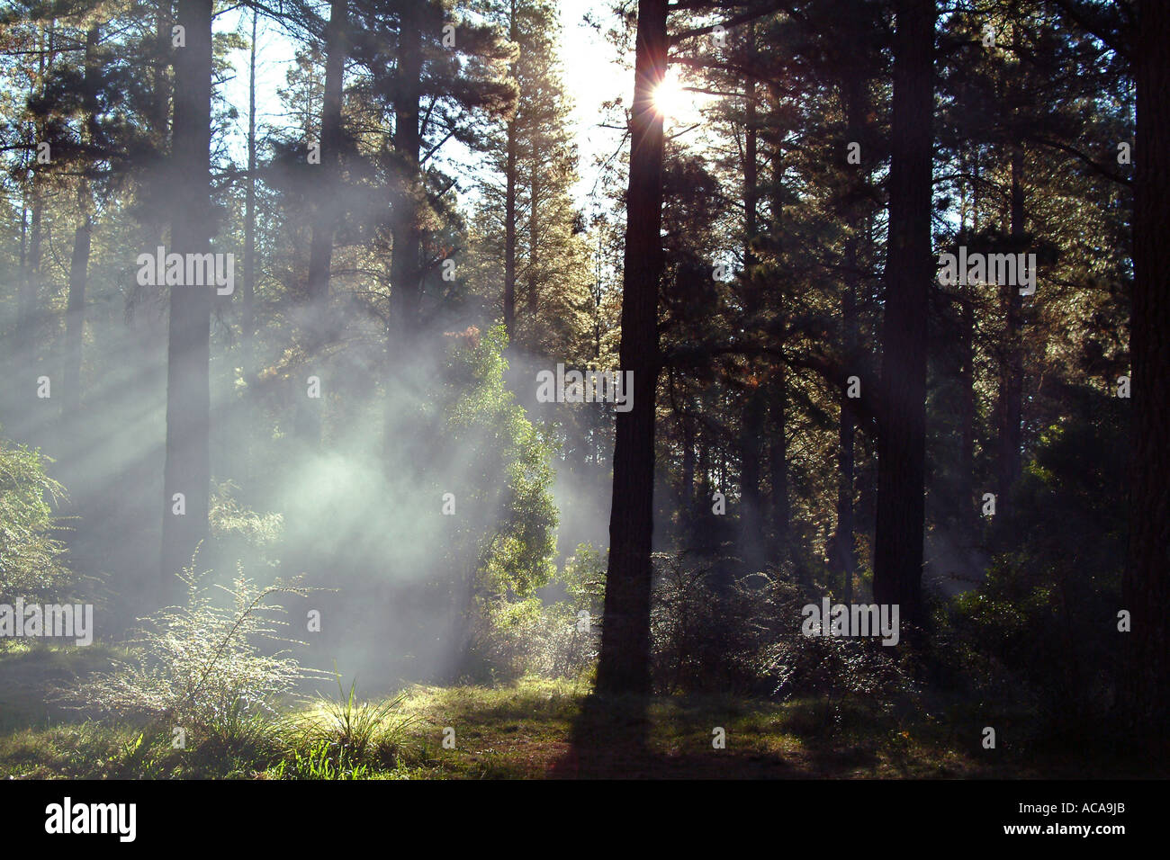 Smoky forest scene Stock Photo
