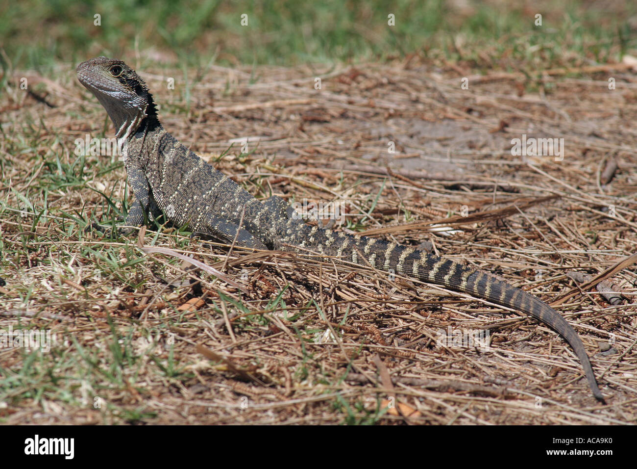 Australian lizard in bush scene Stock Photo